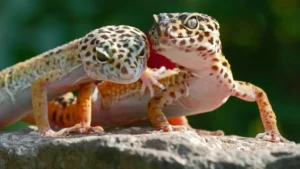 How to Tell if a Leopard Gecko is Male or Female