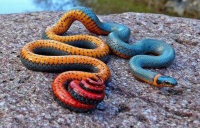 Are Ringneck Snakes Poisonous?