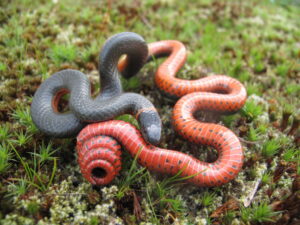 Are Ringneck Snakes Poisonous?