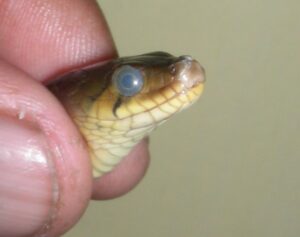 Do Snakes Have Eyelids?