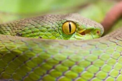 Do Snakes Have Eyelids?