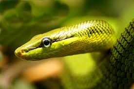 Do Snakes Have Eyelids?