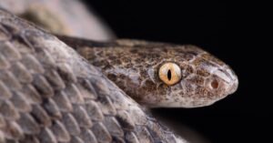 Do Snakes Have Eyelids?