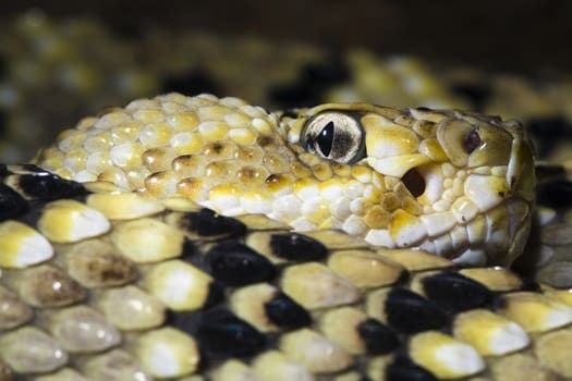 Do Snakes Have Eyelids?