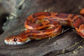 What Is the Oldest Recorded Corn Snake