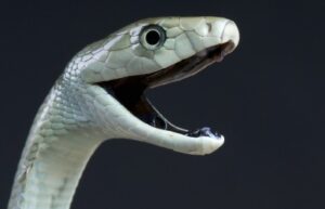 Do Snakes Blink?