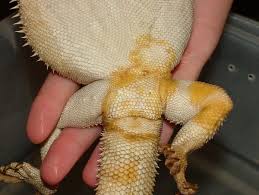 What is Yellow Fungus in Bearded Dragons