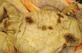 Causes of Yellow Fungus in Bearded Dragons