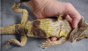 Causes of Yellow Fungus in Bearded Dragons